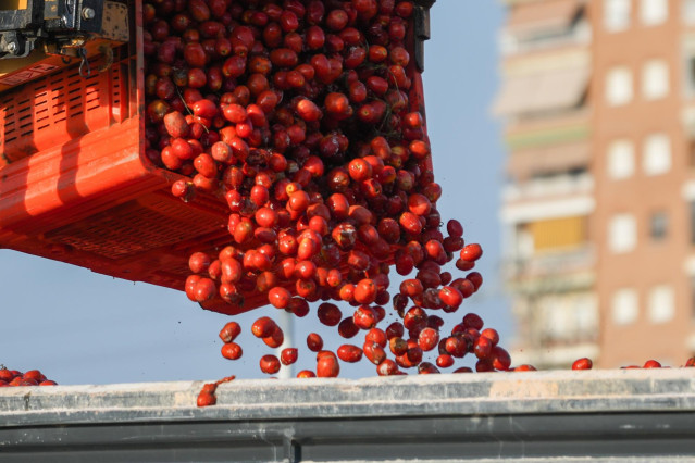 Archivo - Cientos de tomates son cargados en camiones