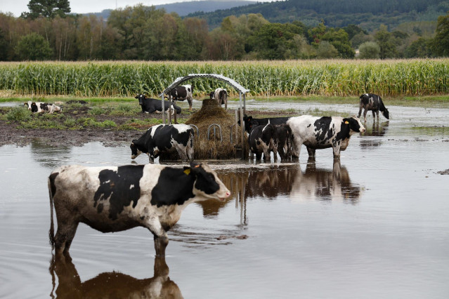 Vacas en un pasto inundado por el desbordamiento del río Anllo por el huracán Kirk
