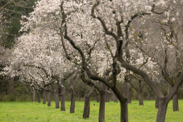 Archivo - Almendros en flor