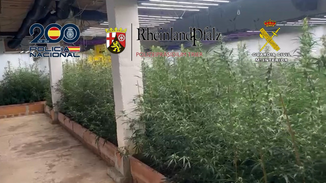 Plantación de marihuana desmantelada por la Guardia Civil y la Policía Nacional en la Costa del Sol, en Málaga.