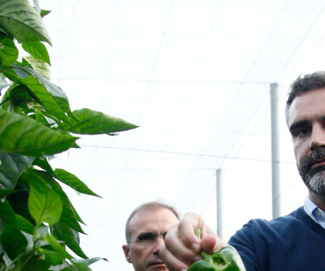 El consejero de Agricultura, Pesca, Agua y Desarrollo Rural, Ramón Fernández-Pacheco, sostiene un pimiento dañado por el temporal durante una visita a un invernadero de El Ejido (Almería) junto a su alcalde, Francisco Góngora.