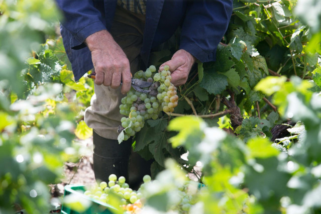 Archivo - Uvas