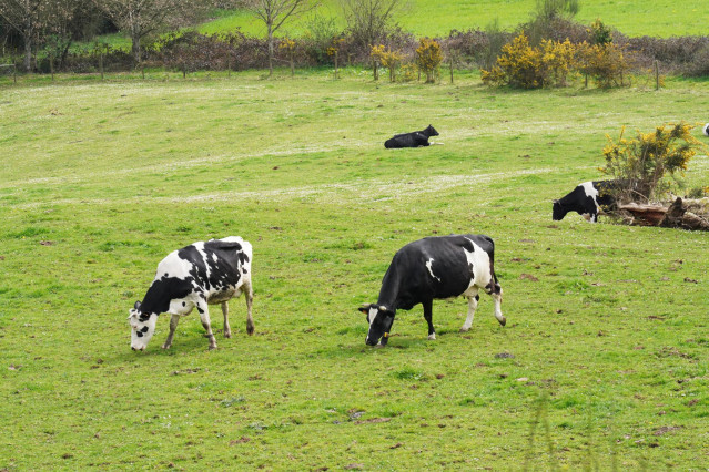 Archivo - Varias vacas lecheras pastorean en la granja Casa Grande de Xanceda, a 26 de marzo de 2022, en Xanceda, A Coruña, Galicia, (España).