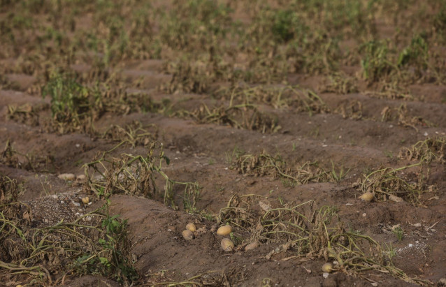 Estragos ocasionados por la DANA en un campo de cultivo.