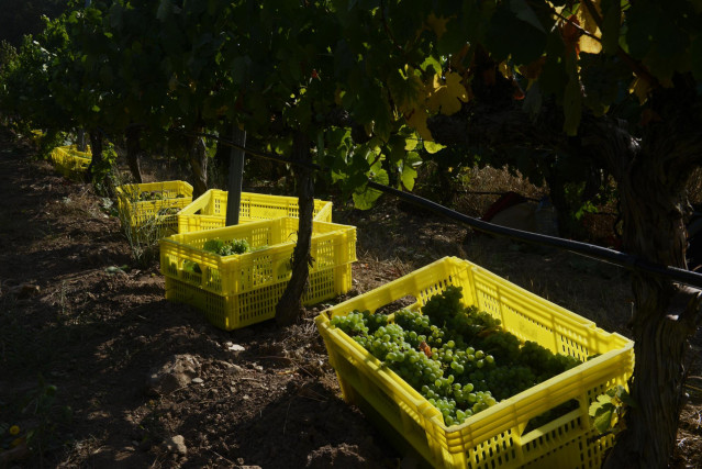 Archivo - Cajas de uvas, después de la vendimia en los viñedos de la bodega Valdesil (Do Valdeorras)