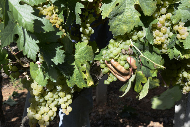Archivo - Vendimia y carga de uvas en contenedor en una de las viñas que abastecen a la bodega Pazo do Mar en Feá,