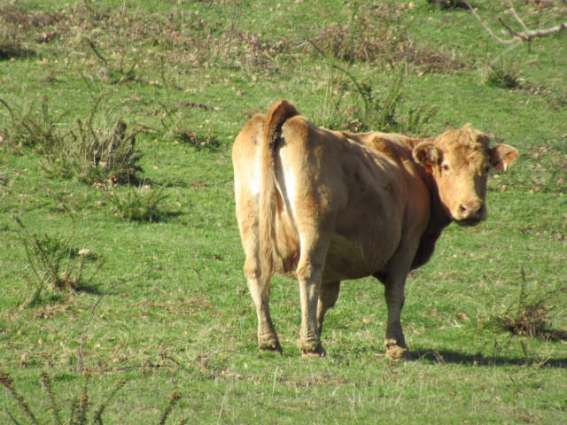 Archivo - Una vaca