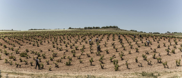 Archivo - Imagen del viñedo Pago de Valderramiro, que cumple un siglo desde su plantación.