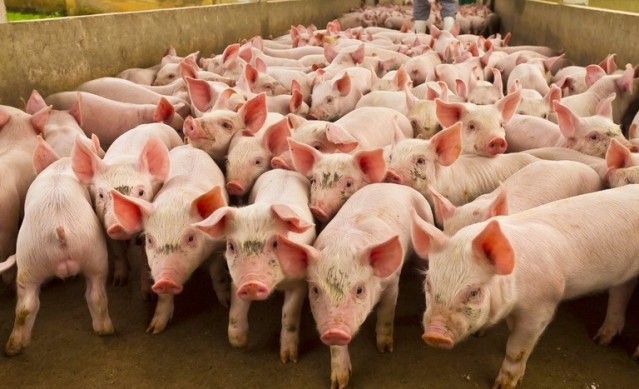 El Gobierno de Brasil apoya a la industria cárnica en su boicot a Carrefour: 