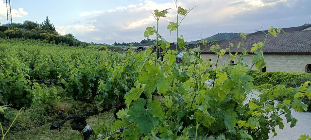 Archivo - Viñedos en Rioja Alavesa