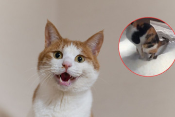 Gato 2