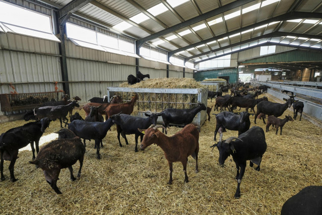 Archivo - Cabras en los establos de la empresa Suerte Ampanera