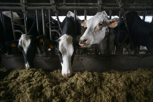 Archivo - Varias vacas en una ganadería de lácteo en la parroquia de Piñeiro,