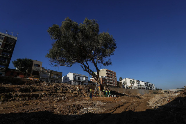 El eucalipto que ha resistido a la Dana en el barranco del Poyo, tras ser limpiado de los restos de la riada, a 13 de diciembre de 2024, en Paiporta, Valencia, Comunidad Valenciana (España).