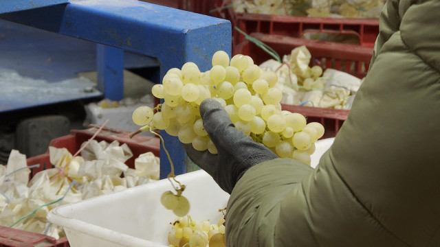Archivo - Uvas