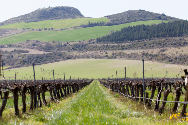 Archivo - Viñedos de Bodegas Otazu