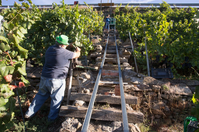 Archivo - Dos vendimiadores cortan racimos de uvas en el viñedo de la Bodega Algueira