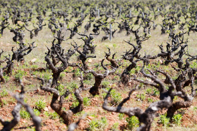 Archivo - Viñedo de cepas viejas,