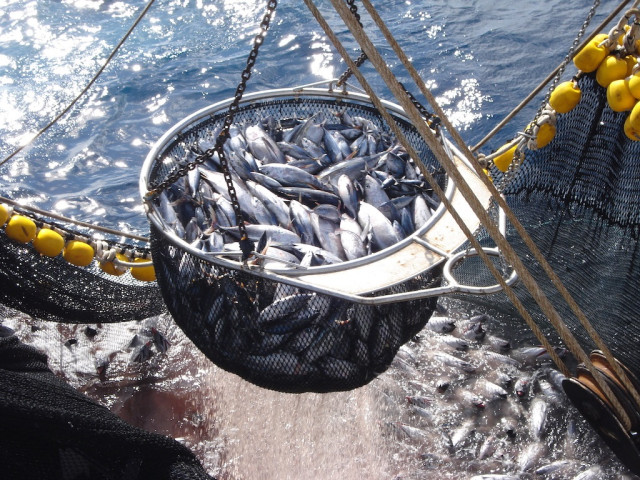 Archivo - Pesca de cerco de atúnes