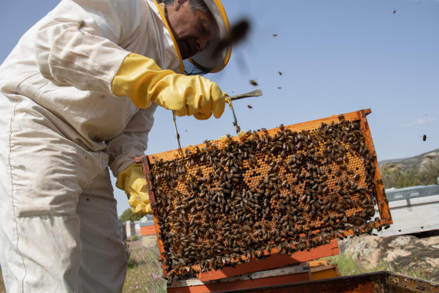Archivo - José, el propietario de ‘La Abeja Viajera’ extrae un panal de abejas para su revisión