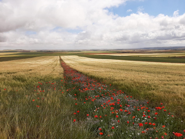 Archivo - Campo con amapolas en Toledo.