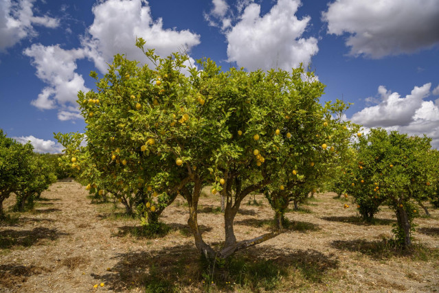 Archivo - Limones en un limonero de un campo cerca del pueblo de Maria la Salut.