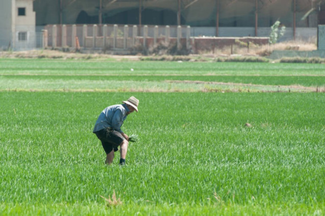 Archivo - Un agricultor en una explotación de arroz.