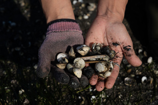 Archivo - Una mujer sostiene en las manos crías de almeja en la ensenada de San Simón, Rías Baixas,