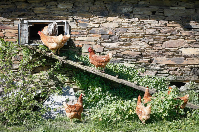 Archivo - Varias gallinas en un corral