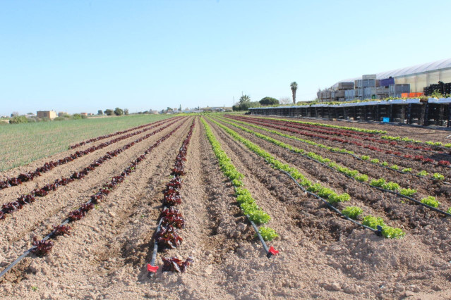 Huerta de València