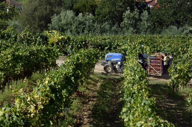 Archivo - Vendimia y carga de uvas en contenedor en una de las viñas que abastecen a la bodega Pazo do Mar en Feá.