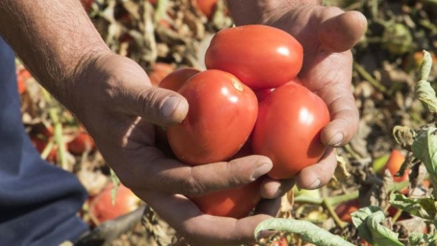Tomates