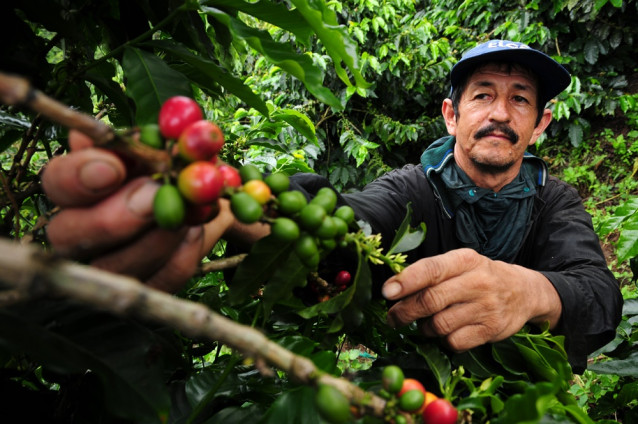 Archivo - A coffee farmer picks fresh coffee cherries in Colombia. New climate research suggests Latin America faces major declines in coffee-growing regions, as well as bees, which help coffee to grow  Un granjero de café recolecta cerezas frescas de caf