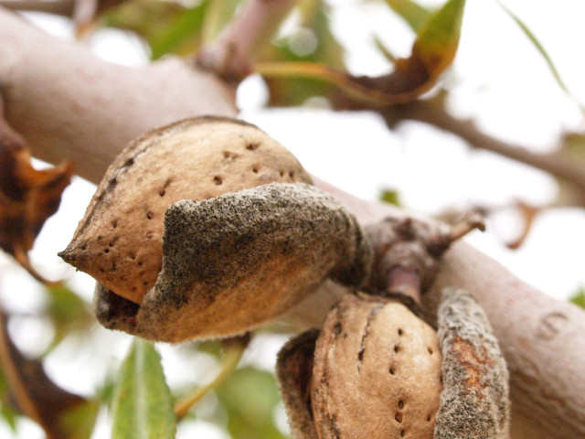 Archivo - Almendras