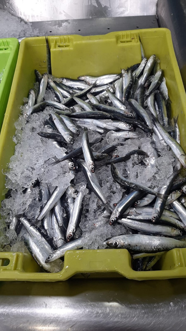 Primeros bocartes capturados en la pesquería de la anchoa