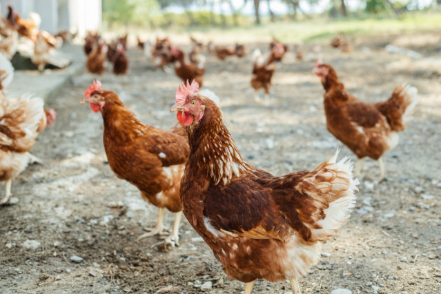Archivo - Gallinas camperas o ecológicas