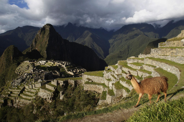Archivo - Una llama se ha visto cerca del Machu Picchu, Perú.
