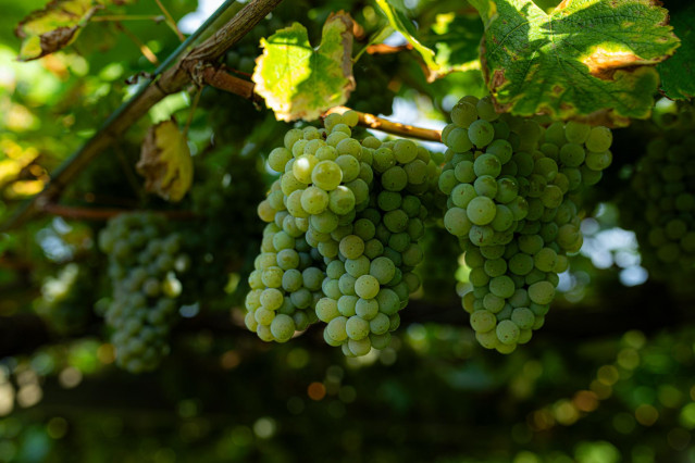 Archivo - Varias uvas colgando de una parra en una de las fincas de la bodega Señorío de Sobral, a 8 de septiembre de 2023, en Cambados, Pontevedra, Galicia (España). La Denominación de Origen Rías Baixas es una pequeña zona del Noroeste de España, en la