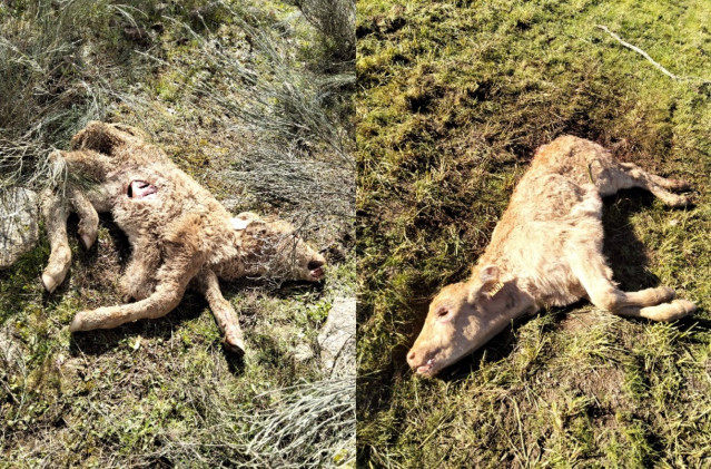 Terneros muertos tras el ataque de buitres en Salamanca.