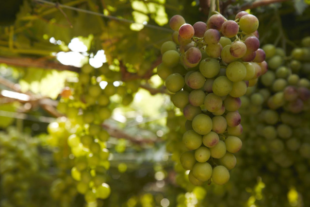 Archivo - Uvas