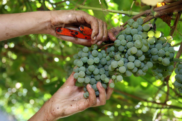 Archivo - Uvas recolectadas en la vendimia de As Rías Baixas