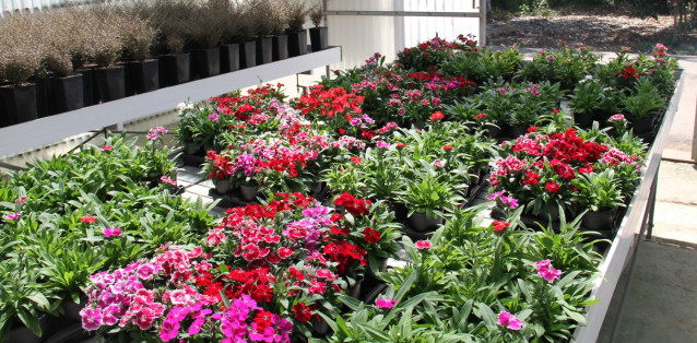 Imagen de flores.