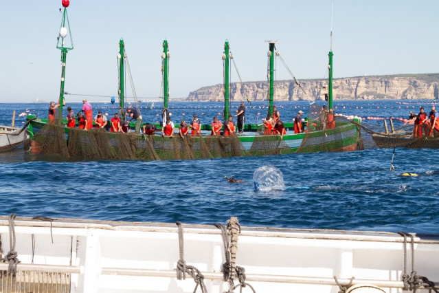 Levantá de atún rojo de una almadraba en aguas de la provincia de Cádiz.