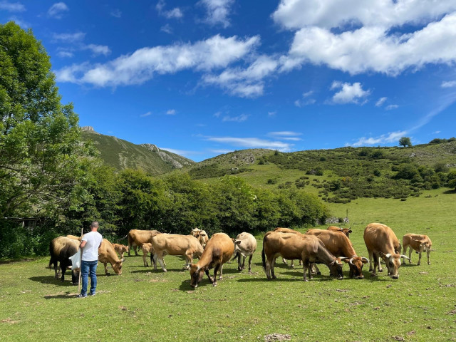 Vacas.