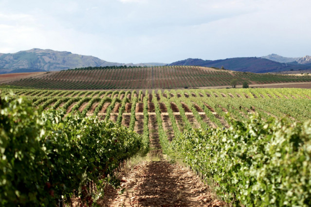 Archivo - Río Negro ya es Denominación de Origen: Cogolludo entra en la élite del vino europeo