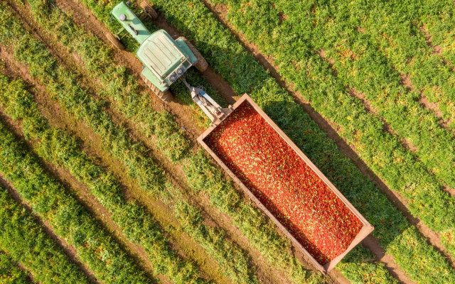 Archivo - Un tractor con tomates en el campo