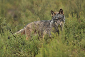 Un lobo ibérico en un paisaje verde.