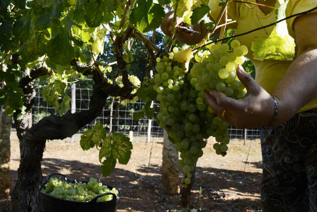 Archivo - Vendimia y carga de uvas en contenedor en una de las viñas