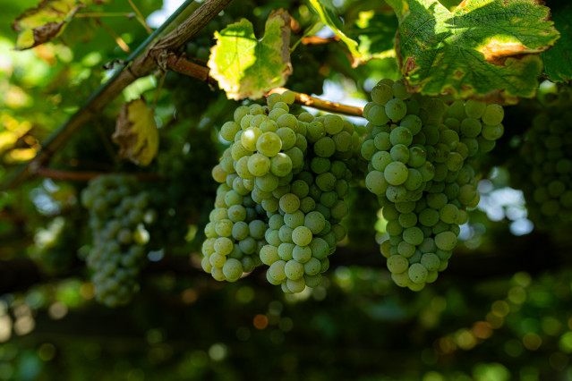 Archivo - Varias uvas colgando de una parra