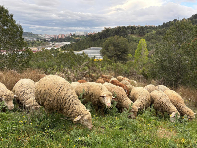 Archivo - Rebaño de ovejas y cabras